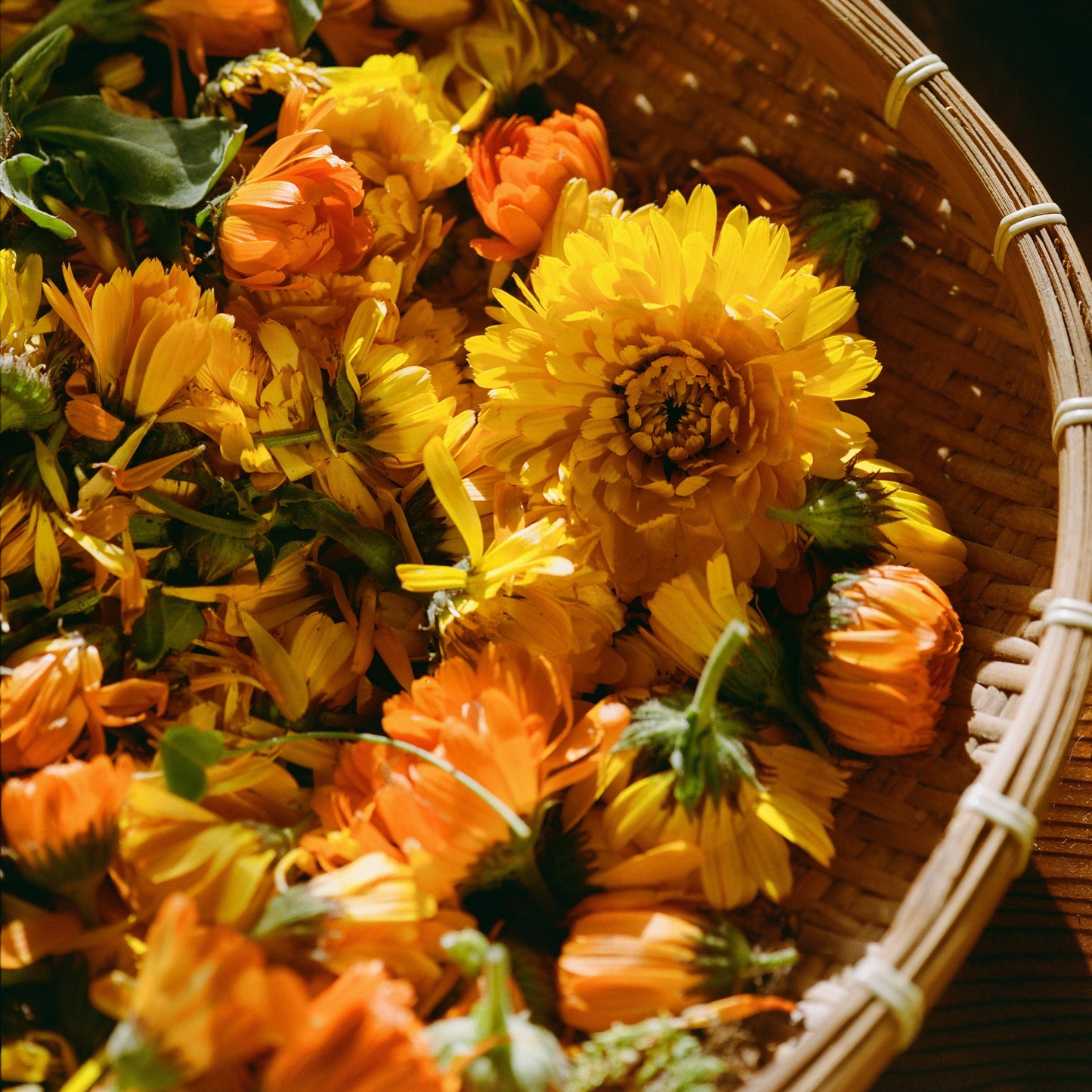Calendula Seed Packet